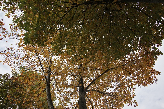 IMG_2268.JPG