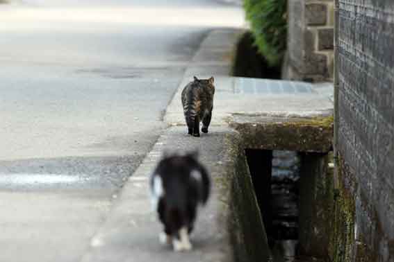 我が家のニャンコ♪2013/10/25-2