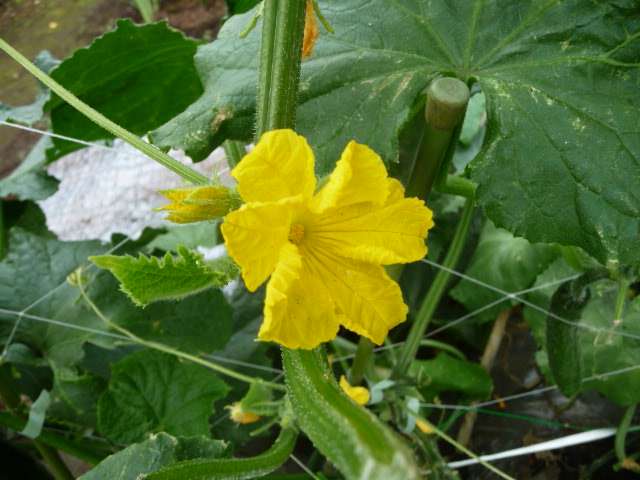 309 キュウリの花