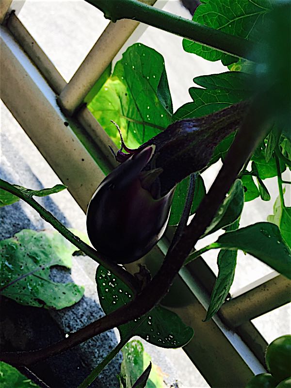 rblog-20150727154817-00.jpg