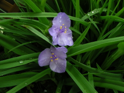 06-09花たち (6).JPG