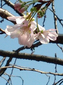 １０月桜.jpg