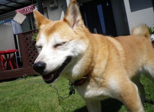 のんびり太陽さん