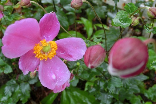 シュウメイギク