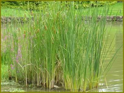 令和３年８月28日 蒲の穂や因幡の兎今いずこ 花の歳時記 天南星の魅力 山野草 楽天ブログ