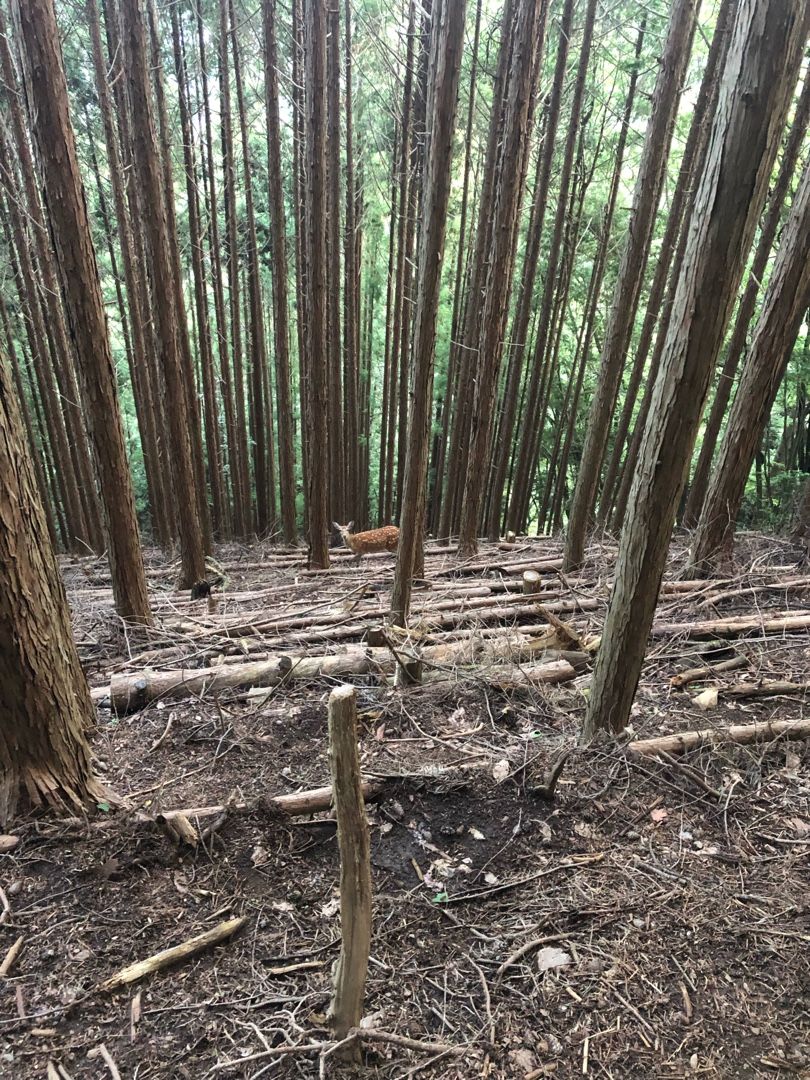 【東京都】雲取山2017mに猫と登山に行ってきました！ | たっくんとマンチカンとラグドールと行く - 楽天ブログ