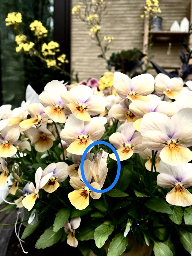 ビオラの種とりと夏の寄せ植え構想 Jupiterのシェードガーデン 楽天ブログ