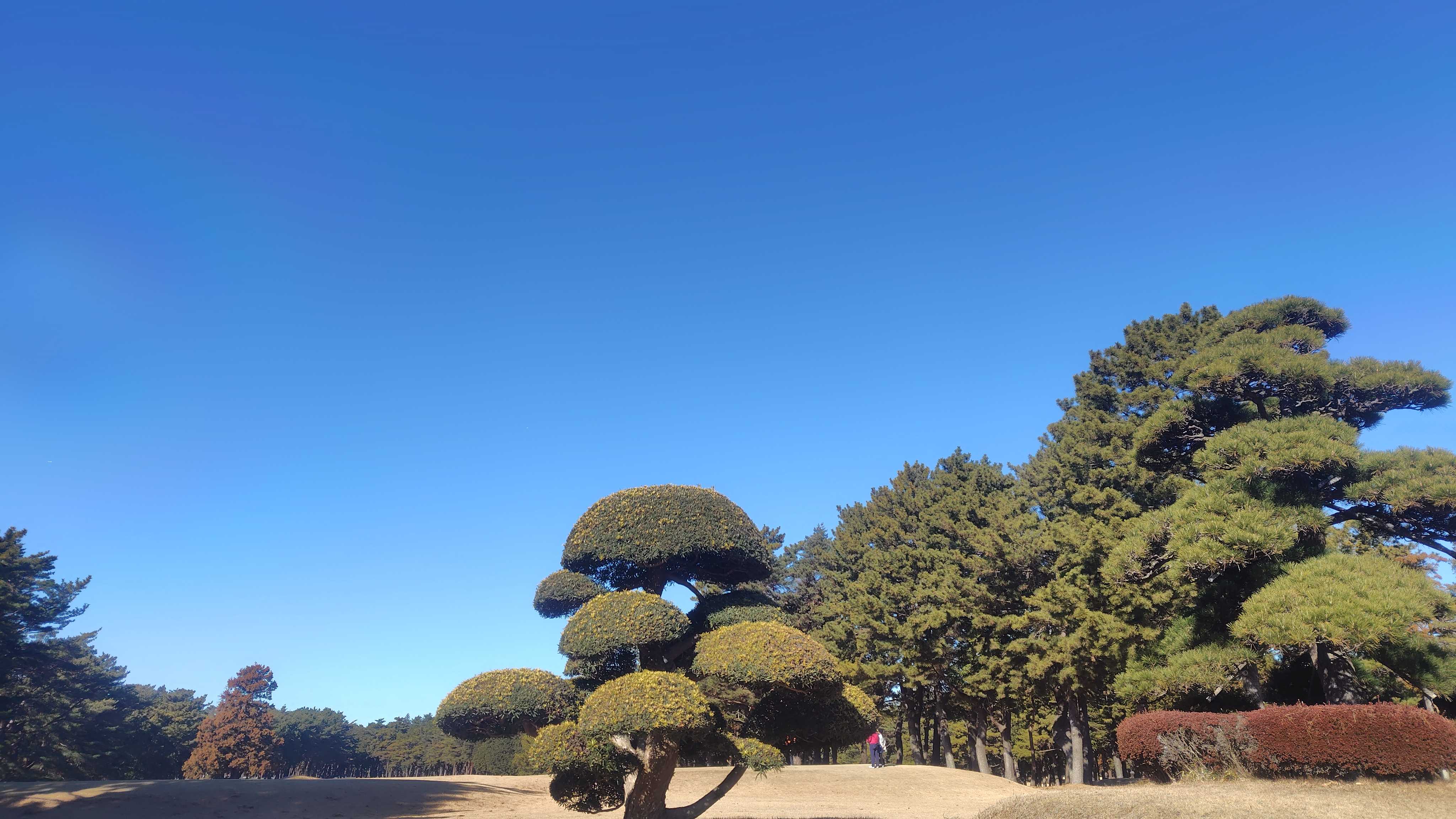 ナルゴログ
