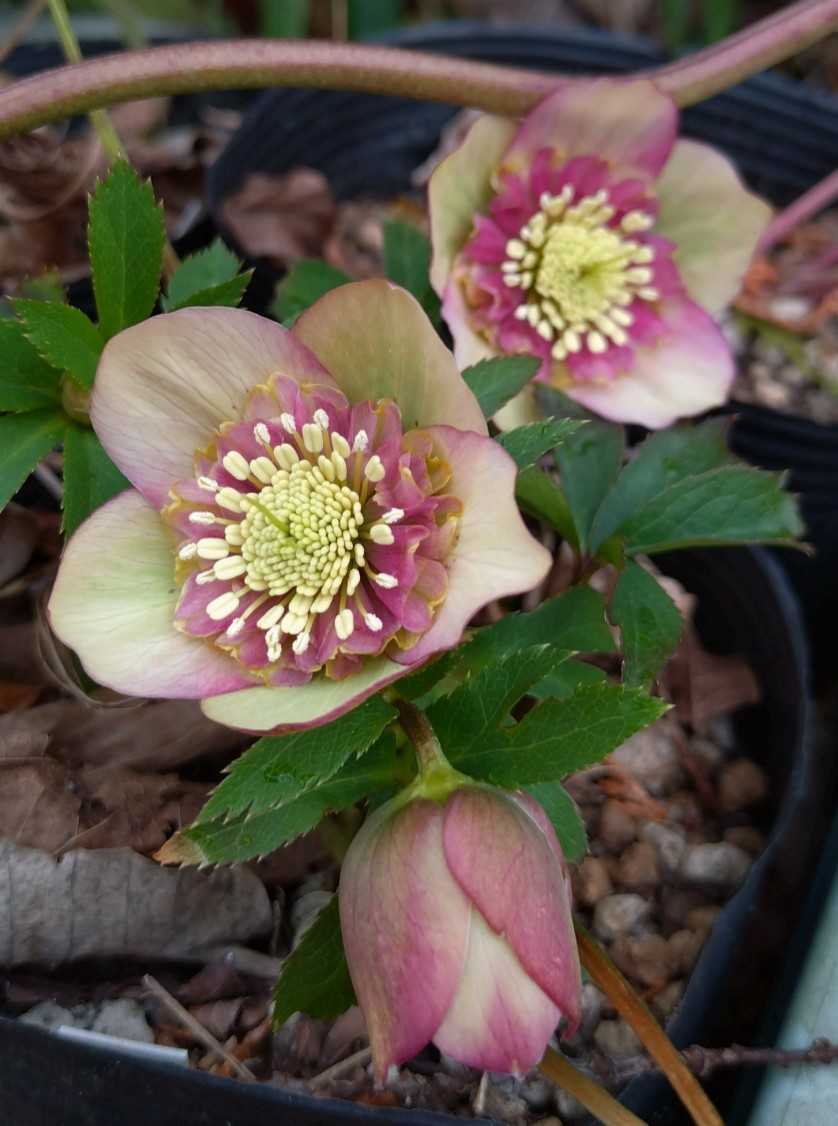 クリスマスローズ咲いてきました | 趣味は園芸だけれども・・・ - 楽天