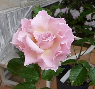 P1020539-ass.jpg