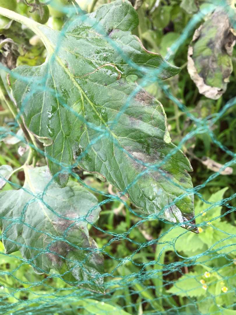 植物の病虫害 植物が大好き 日々の雑感 楽天ブログ