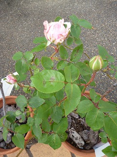 P1050298ss.jpg