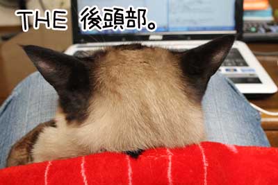 後頭部１.JPG