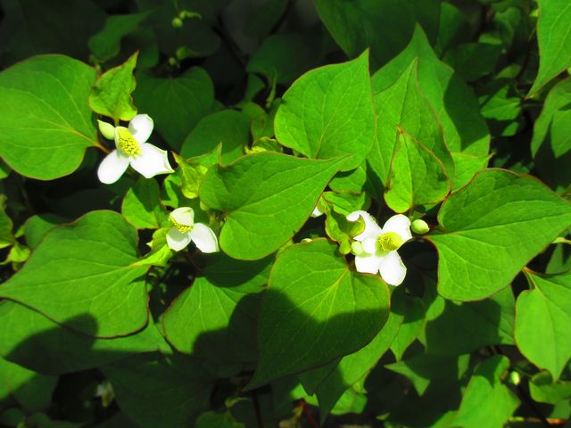 どくだみの花.jpg