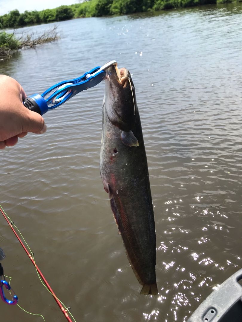 八郎潟 フローター万歳 改 フロボ 楽天ブログ