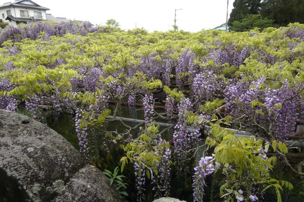 515