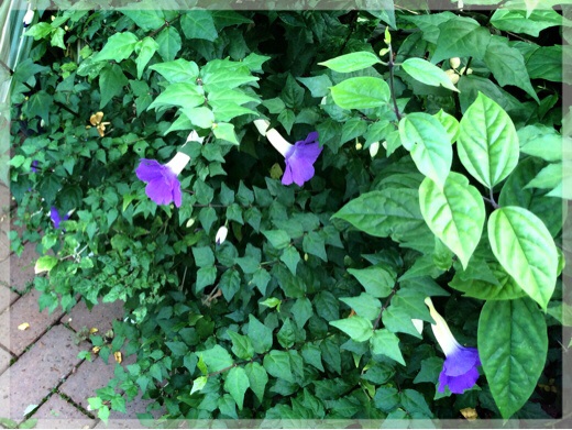 横浜イングリッシュガーデンの花