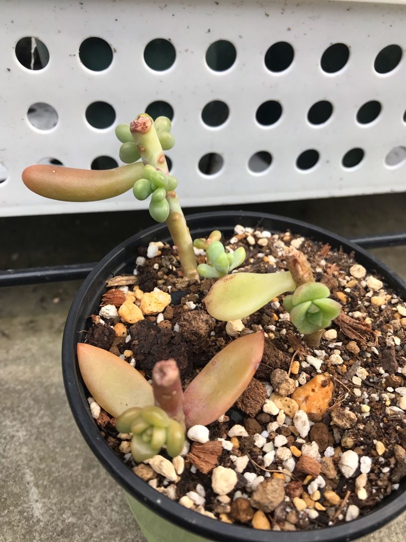 多肉の脇芽 | りんすいのブログ - 楽天ブログ