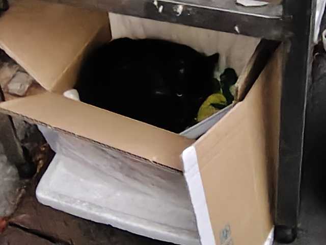 段ボールの中で黒猫が2匹 | 凍りの梨 - 楽天ブログ