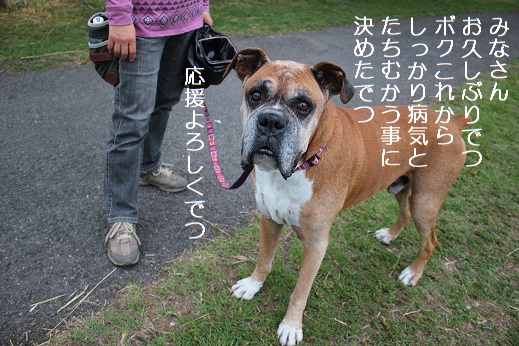 レックス君