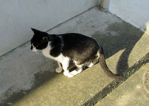 我が家のニャンコ♪2015/9/18-2