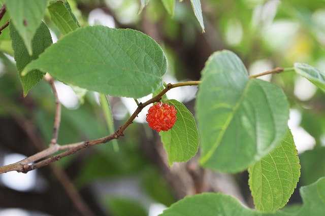 ラズベリー 学名 Rubus Idaeus L 英名 Raspberry 和名 ヨーロッパキイチゴ バラ科キイチゴ属 なんでもあり工房 のブログ 楽天ブログ