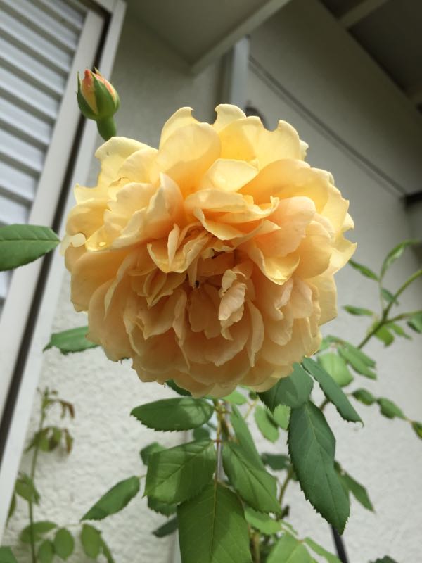 rblog-20160625211621-01.jpg