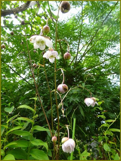 令和３年９月17日 蓮華升麻灯火親しむ本の虫 花の歳時記 天南星の魅力 山野草 楽天ブログ