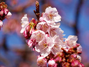 寒桜