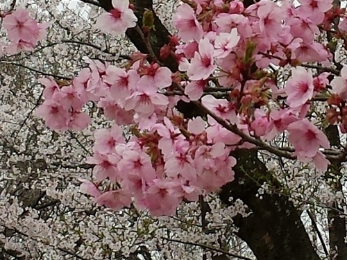 20150419_105609 (500x375).jpg