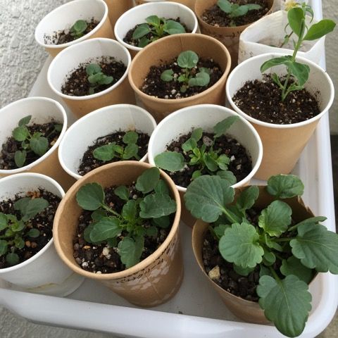 種から育てる その他 花いっぱい咲かせたい 楽天ブログ