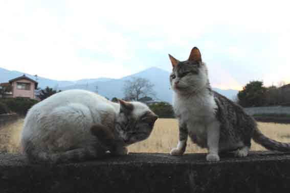我が家のニャンコ♪2014/02/1-1