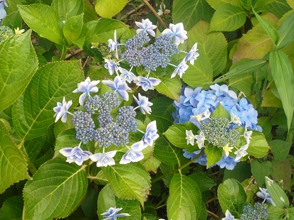 DSC00575.JPG