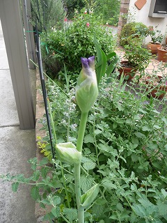 P1020097ss.jpg