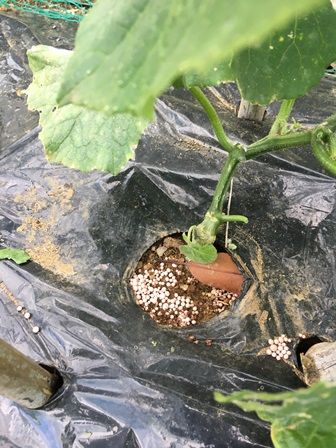 キュウリ スイカ ズッキーニの追肥とソウメンカボチャの植え付け Futtutyの菜園ブログ 楽天ブログ