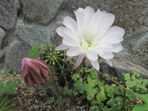 サボテンの花