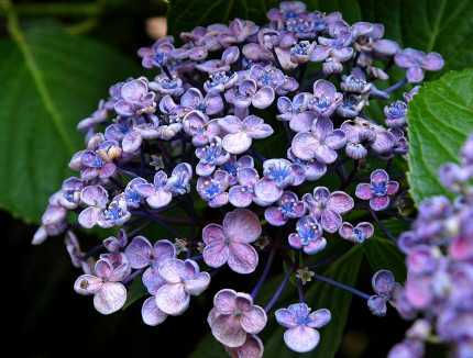 紫陽花の先祖返りとkさんの花瓶 いつも笑顔で 前向き 前向き 楽天ブログ