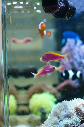 2015_0331ﾍﾞﾝﾄﾗ0013.JPG