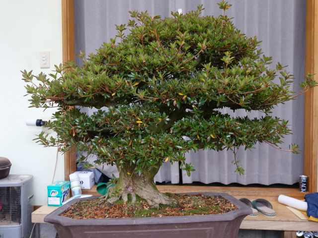 さつき盆栽　大型盆栽　素材1 2af686c03c9e032fc637ba347e3bad