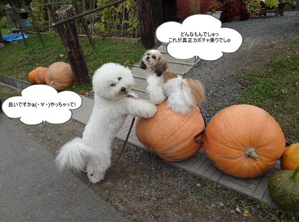 DSC00599カボチャ.JPG