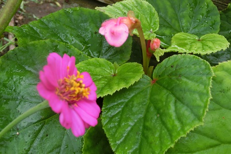 シュウカイドウ