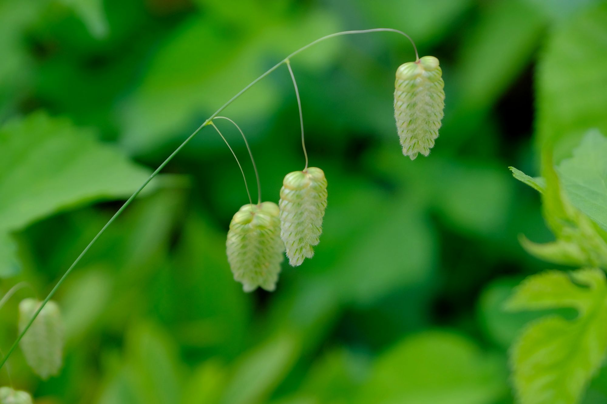 思わず歩を止め 小判草 孔雀草他 南風のメッセージ 楽天ブログ