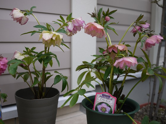 helleborus 2