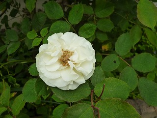 P1180229ss.jpg