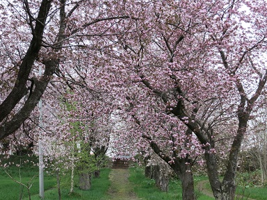 豊郷神社の桜7.jpg