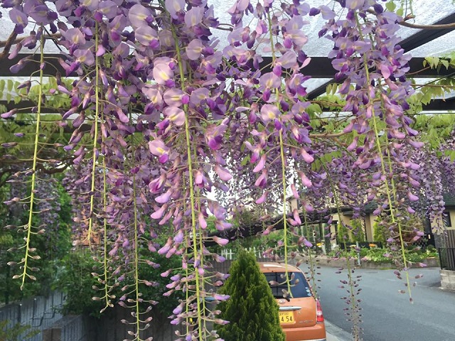 藤4月15日.jpg