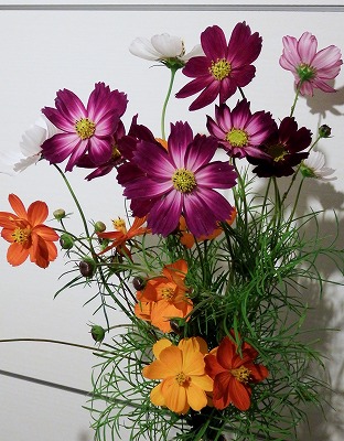 DSCF1562.jpg