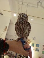 20150731_月島・フクロウのみせ22小さいの腕のせ - コピー.JPG