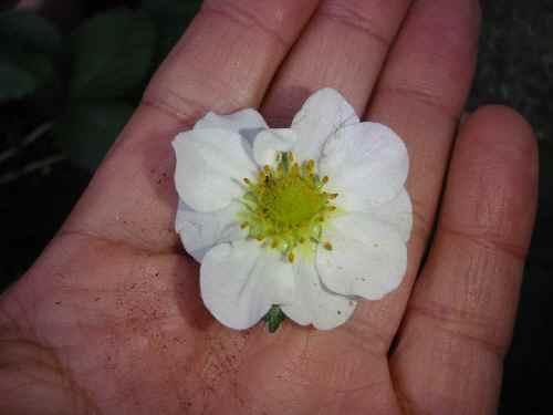 PB25いちごの花2.jpg