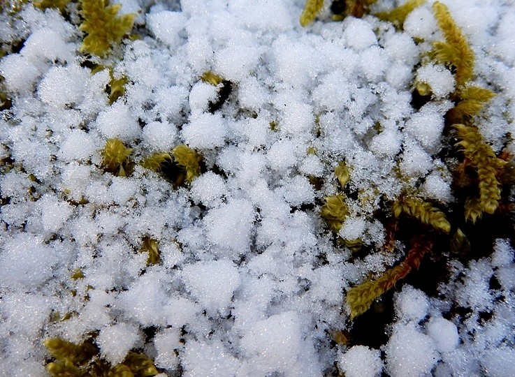 庭の雪2.JPG
